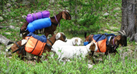 Goat Packing as a Use for Male Goats Image